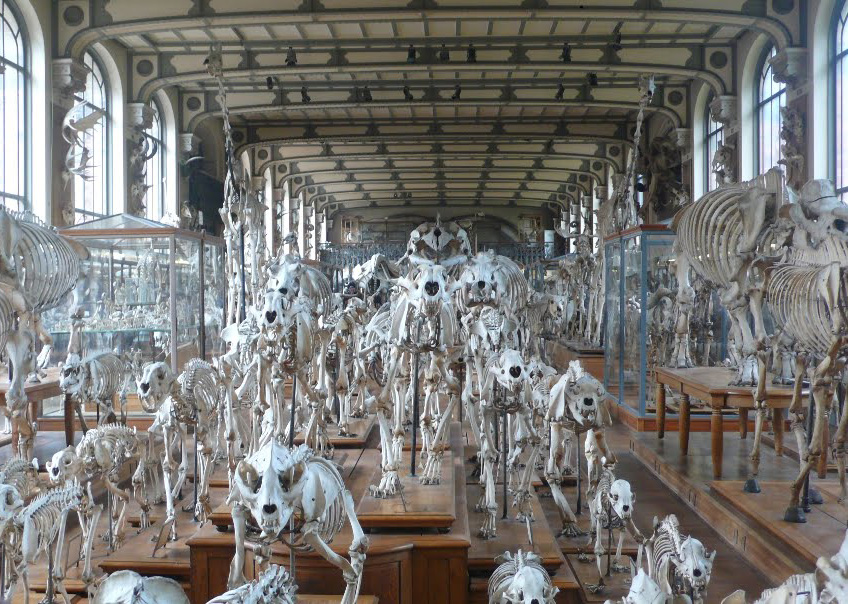 Национальный музей естественной истории в Париже